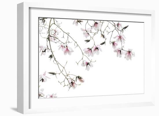 Bainbridge Magnolias I-Kathy Mahan-Framed Photo