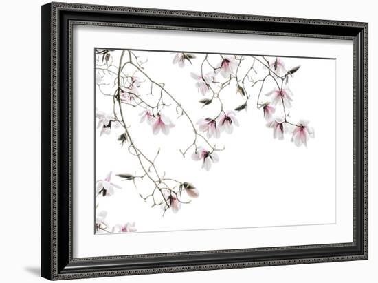 Bainbridge Magnolias I-Kathy Mahan-Framed Photo