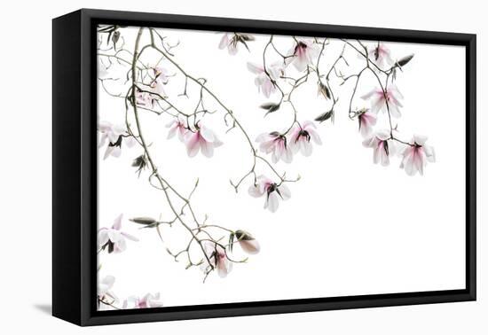 Bainbridge Magnolias I-Kathy Mahan-Framed Stretched Canvas