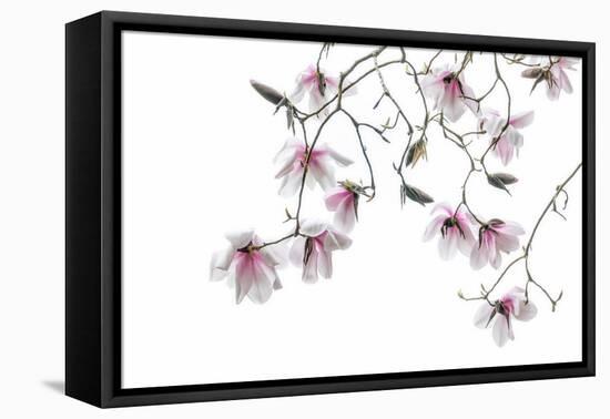 Bainbridge Magnolias II-Kathy Mahan-Framed Stretched Canvas