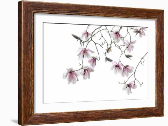 Bainbridge Magnolias II-Kathy Mahan-Framed Photo