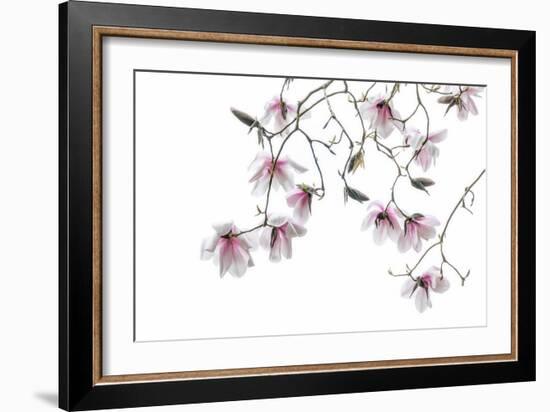 Bainbridge Magnolias II-Kathy Mahan-Framed Photo