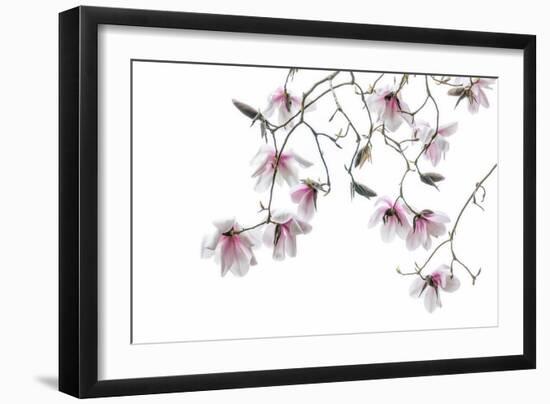 Bainbridge Magnolias II-Kathy Mahan-Framed Photo