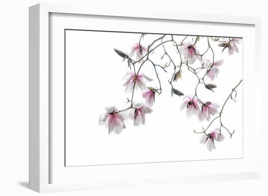 Bainbridge Magnolias II-Kathy Mahan-Framed Photo