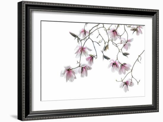 Bainbridge Magnolias II-Kathy Mahan-Framed Photo