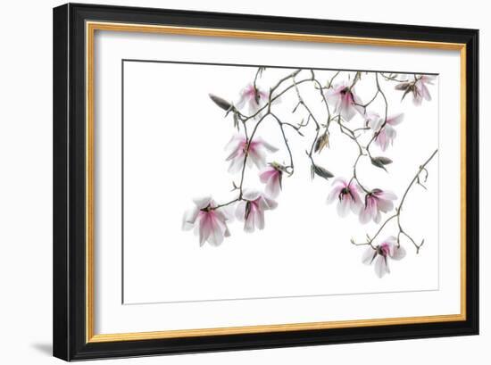 Bainbridge Magnolias II-Kathy Mahan-Framed Photo