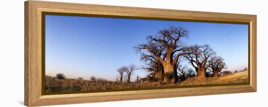 Baines Boabab Trees, Kalahari Desert, Nxai Pan National Park, Botswana-Paul Souders-Framed Premier Image Canvas