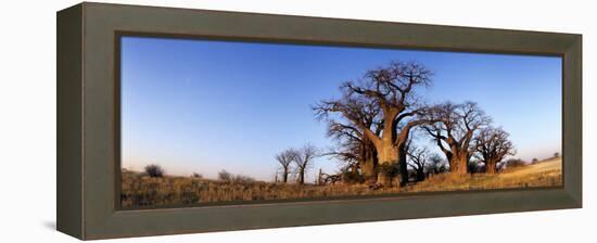 Baines Boabab Trees, Kalahari Desert, Nxai Pan National Park, Botswana-Paul Souders-Framed Premier Image Canvas