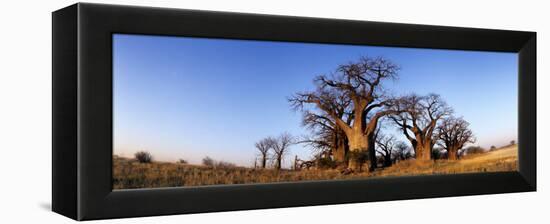 Baines Boabab Trees, Kalahari Desert, Nxai Pan National Park, Botswana-Paul Souders-Framed Premier Image Canvas