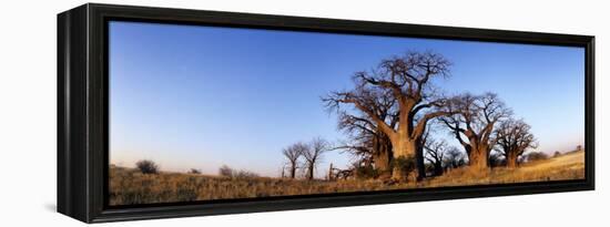 Baines Boabab Trees, Kalahari Desert, Nxai Pan National Park, Botswana-Paul Souders-Framed Premier Image Canvas