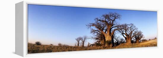 Baines Boabab Trees, Kalahari Desert, Nxai Pan National Park, Botswana-Paul Souders-Framed Premier Image Canvas