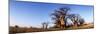 Baines Boabab Trees, Kalahari Desert, Nxai Pan National Park, Botswana-Paul Souders-Mounted Photographic Print