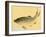 Bairei Gadan - Carp-Bairei Kono-Framed Giclee Print