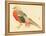 Bairei Gadan - Chinese Pheasant-Bairei Kono-Framed Premier Image Canvas