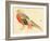 Bairei Gadan - Chinese Pheasant-Bairei Kono-Framed Giclee Print