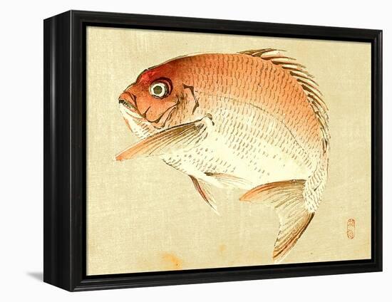 Bairei Gadan - Red Snapper-Bairei Kono-Framed Premier Image Canvas