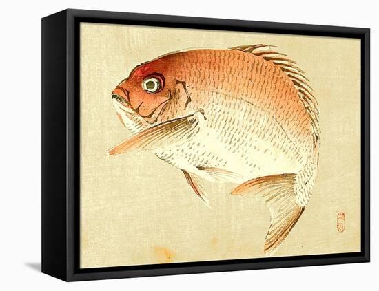 Bairei Gadan - Red Snapper-Bairei Kono-Framed Premier Image Canvas