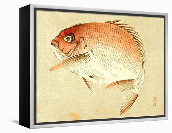 Bairei Gadan - Red Snapper-Bairei Kono-Framed Premier Image Canvas