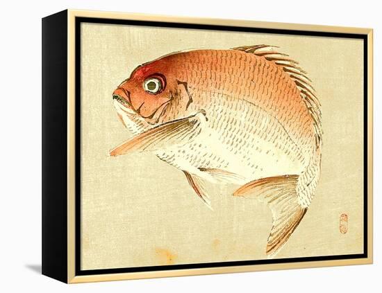 Bairei Gadan - Red Snapper-Bairei Kono-Framed Premier Image Canvas