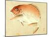 Bairei Gadan - Red Snapper-Bairei Kono-Mounted Giclee Print