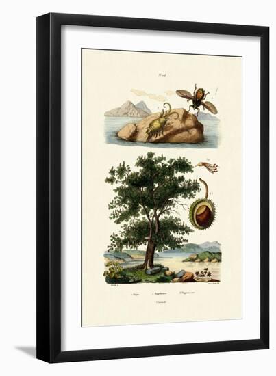 Bait Bug, 1833-39-null-Framed Giclee Print