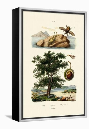 Bait Bug, 1833-39-null-Framed Premier Image Canvas