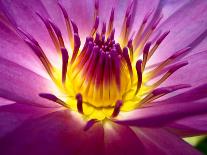 Lotus, Fresh Color, with Yellow Stamens of the Lotus Flower-Baitong-Photographic Print