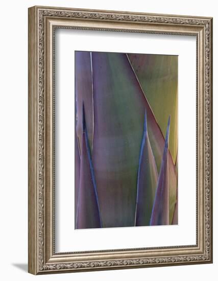 Baja California, Mexico. Agave detail.-Judith Zimmerman-Framed Photographic Print