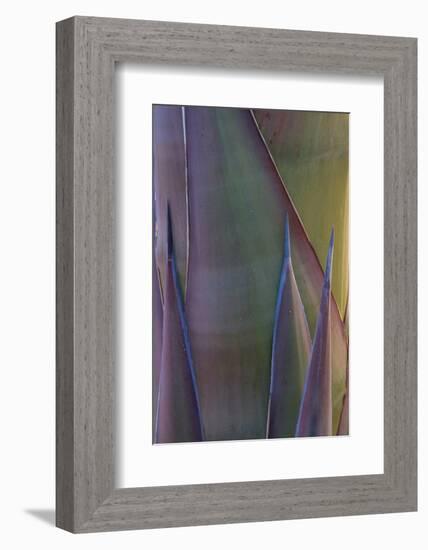 Baja California, Mexico. Agave detail.-Judith Zimmerman-Framed Photographic Print