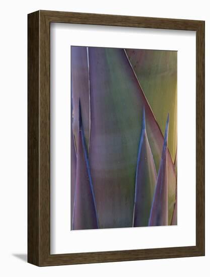 Baja California, Mexico. Agave detail.-Judith Zimmerman-Framed Photographic Print