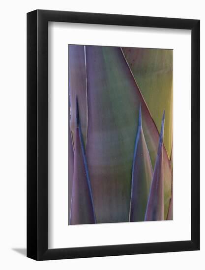 Baja California, Mexico. Agave detail.-Judith Zimmerman-Framed Photographic Print