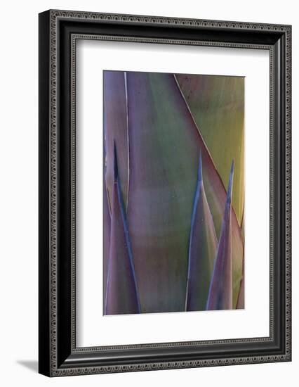 Baja California, Mexico. Agave detail.-Judith Zimmerman-Framed Photographic Print