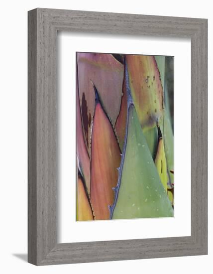 Baja California, Mexico. Agave detail.-Judith Zimmerman-Framed Photographic Print