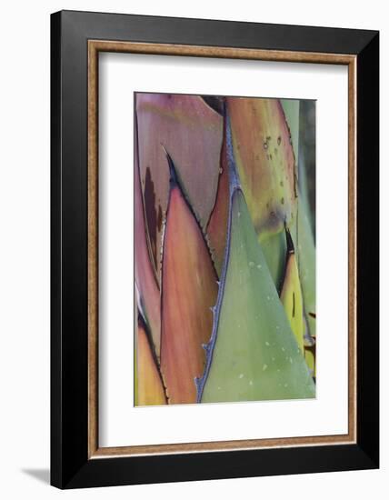 Baja California, Mexico. Agave detail.-Judith Zimmerman-Framed Photographic Print