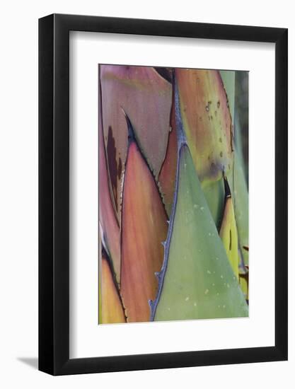 Baja California, Mexico. Agave detail.-Judith Zimmerman-Framed Photographic Print