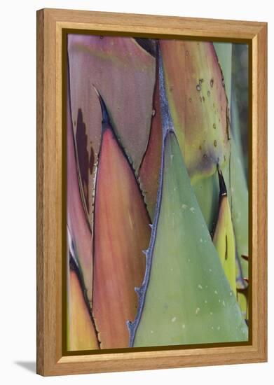 Baja California, Mexico. Agave detail.-Judith Zimmerman-Framed Premier Image Canvas