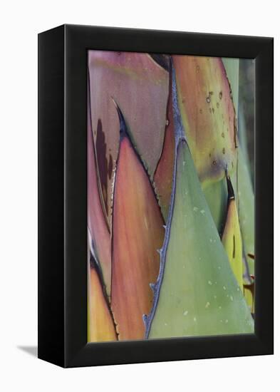 Baja California, Mexico. Agave detail.-Judith Zimmerman-Framed Premier Image Canvas