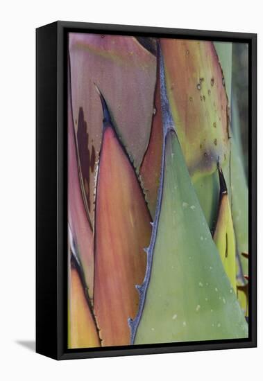 Baja California, Mexico. Agave detail.-Judith Zimmerman-Framed Premier Image Canvas