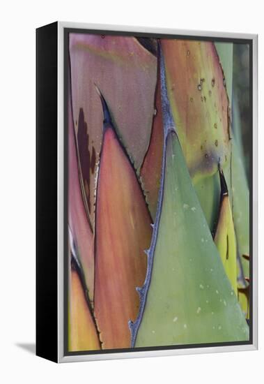 Baja California, Mexico. Agave detail.-Judith Zimmerman-Framed Premier Image Canvas