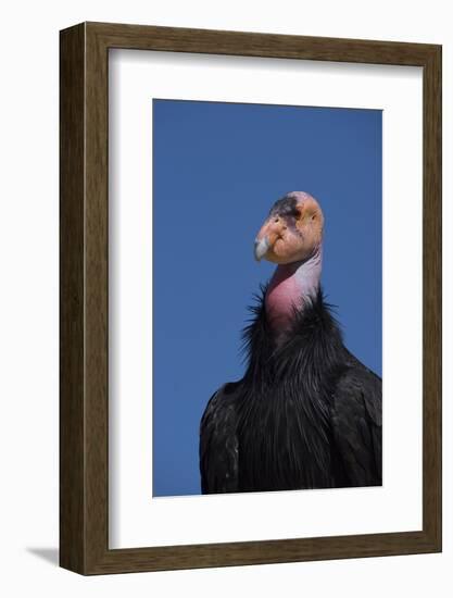 Baja California, Mexico. California Condor in the wild.-Judith Zimmerman-Framed Photographic Print