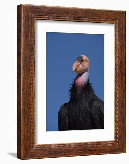 Baja California, Mexico. California Condor in the wild.-Judith Zimmerman-Framed Photographic Print