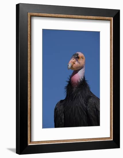 Baja California, Mexico. California Condor in the wild.-Judith Zimmerman-Framed Photographic Print