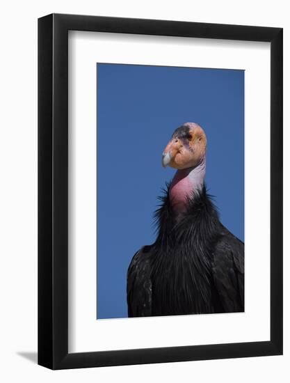 Baja California, Mexico. California Condor in the wild.-Judith Zimmerman-Framed Photographic Print