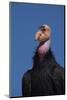 Baja California, Mexico. California Condor in the wild.-Judith Zimmerman-Mounted Photographic Print