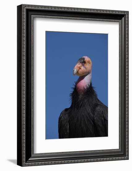 Baja California, Mexico. California Condor in the wild.-Judith Zimmerman-Framed Photographic Print