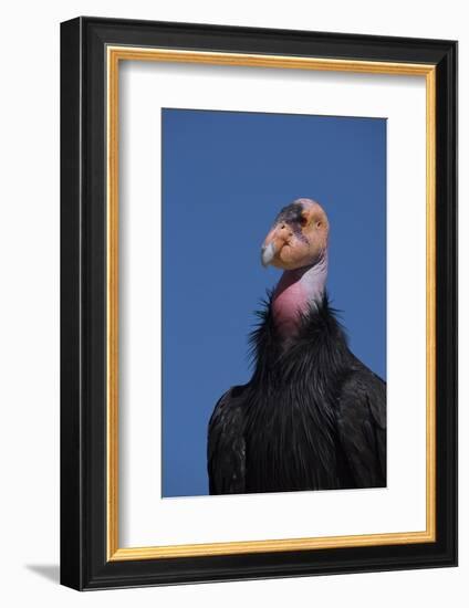 Baja California, Mexico. California Condor in the wild.-Judith Zimmerman-Framed Photographic Print