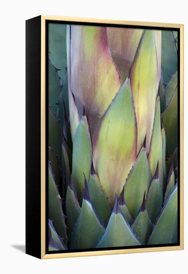 Baja California, Mexico. Colorful Agave detail.-Judith Zimmerman-Framed Premier Image Canvas