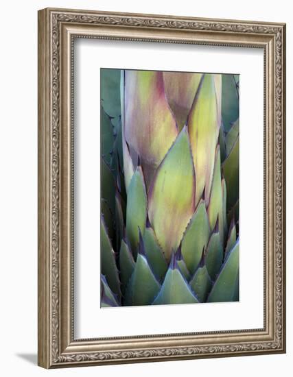 Baja California, Mexico. Colorful Agave detail.-Judith Zimmerman-Framed Photographic Print