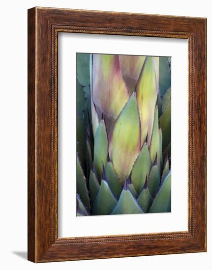 Baja California, Mexico. Colorful Agave detail.-Judith Zimmerman-Framed Photographic Print