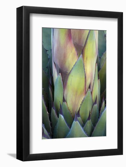 Baja California, Mexico. Colorful Agave detail.-Judith Zimmerman-Framed Photographic Print